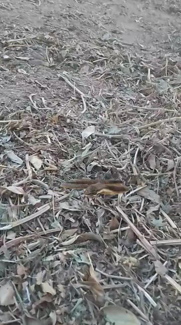 Preview for a Spotlight video that uses the Snake Lens
