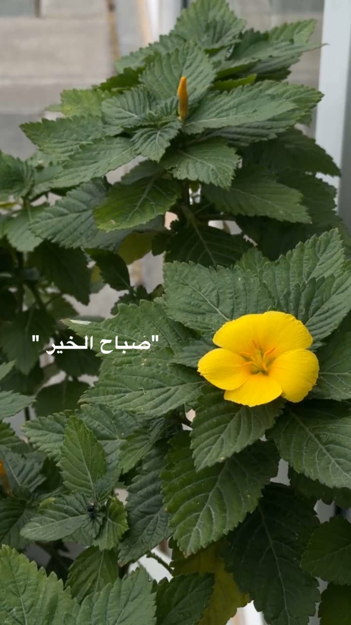 محتوى سناب شات لـ عفرا السويدي 🦋