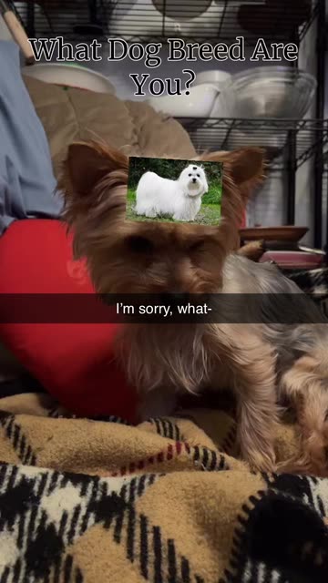 Preview for a Spotlight video that uses the What Dog Breed Lens