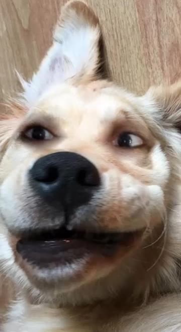 Preview for a Spotlight video that uses the funky dog Lens