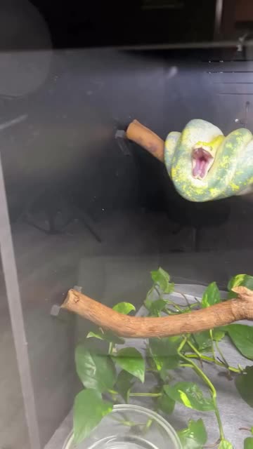 Animal Vlogs
