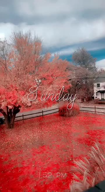 Preview for a Spotlight video that uses the Red Tree Lens