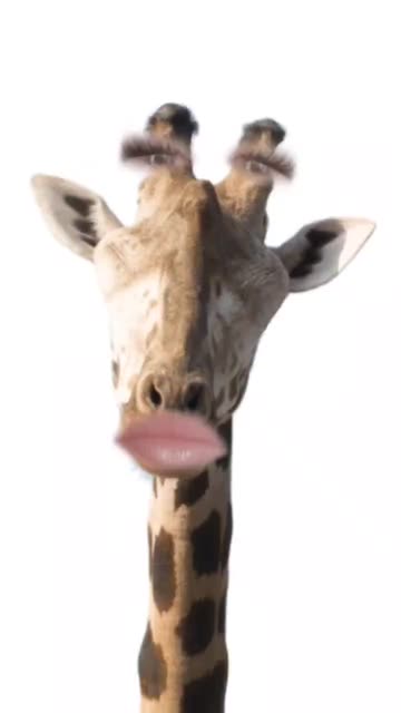 Preview for a Spotlight video that uses the Funny Giraffe Lens