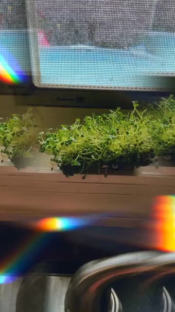 Preview for a Spotlight video that uses the PRISMA Lens