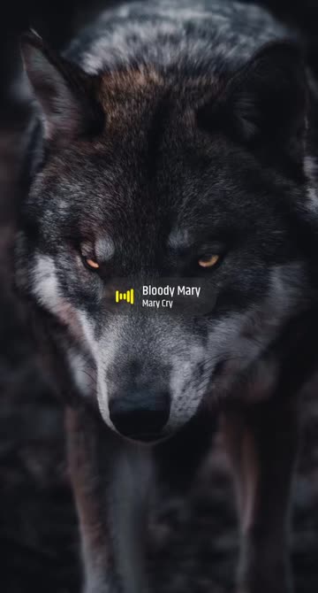 Preview for a Spotlight video that uses the Wolf Lens