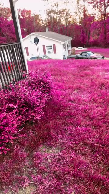 Preview for a Spotlight video that uses the PINK PURPLE GRASS Lens
