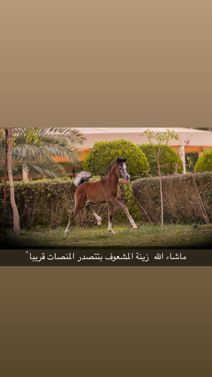 محتوى سناب شات لـ م. علي الشهري