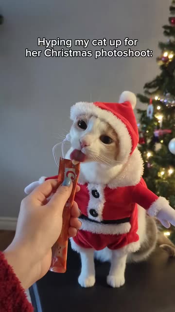 Decking the halls with Kitty cuteness for her Christmas photoshoot!   Ready for the purr-fect pics?  Who else uses treats to get that  Insta-worthy pose?