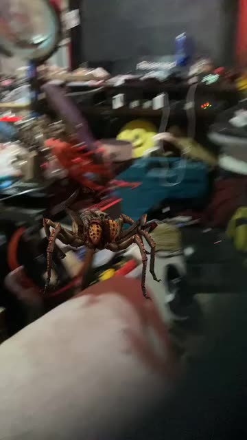 Preview for a Spotlight video that uses the Just a Spider Lens