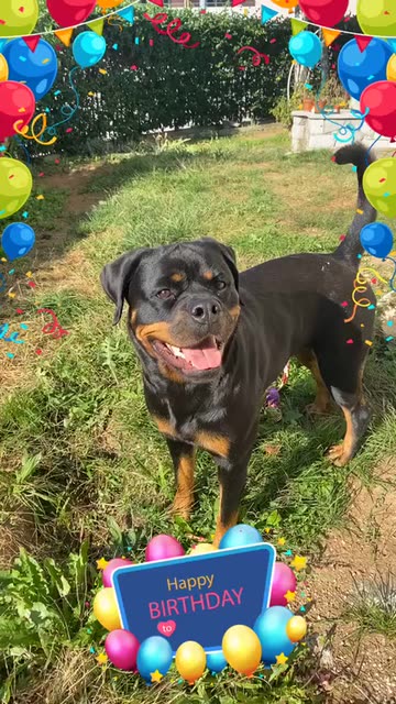Preview for a Spotlight video that uses the Happy Birthday Lens