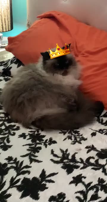 Preview for a Spotlight video that uses the Cat and dog crown Lens