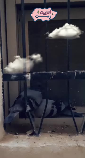 Preview for a Spotlight video that uses the Aviation Lens