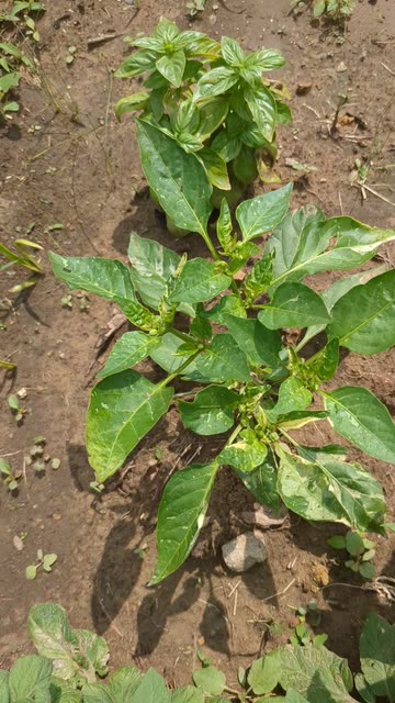 Jade  Reveals Hidden Pest Infestation on Her Garden Plant