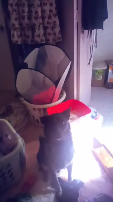 Preview for a Spotlight video that uses the Dog Day Lens