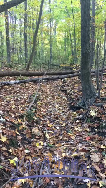 Preview for a Spotlight video that uses the The woods Lens