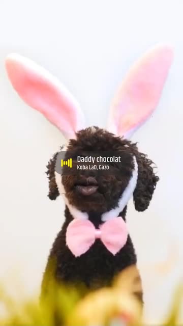Preview for a Spotlight video that uses the Cute Poodle Lens