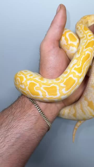 Phylogeny Reptilia