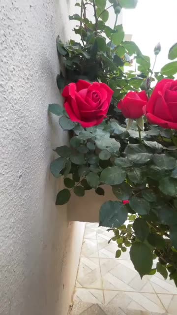 Preview for a Spotlight video that uses the Roses Lens
