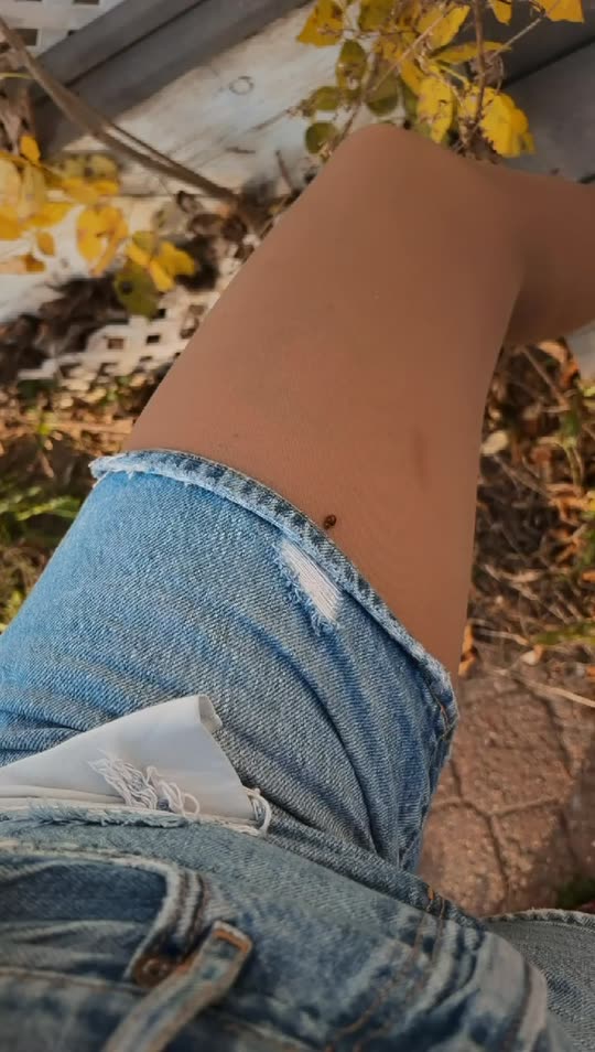 calico4311