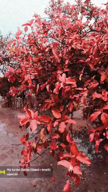 Preview for a Spotlight video that uses the Raining oranges Lens