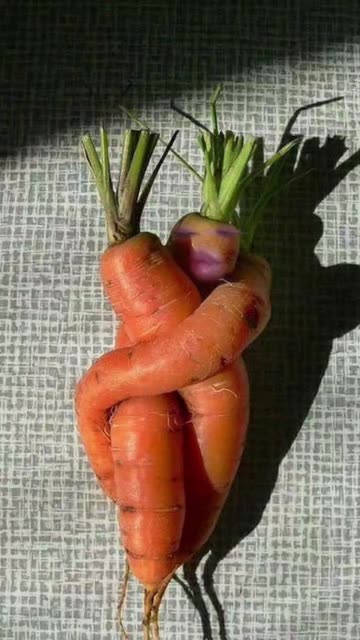Preview for a Spotlight video that uses the funny carrot Lens