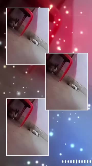 Preview for a Spotlight video that uses the Colors Collage Lens