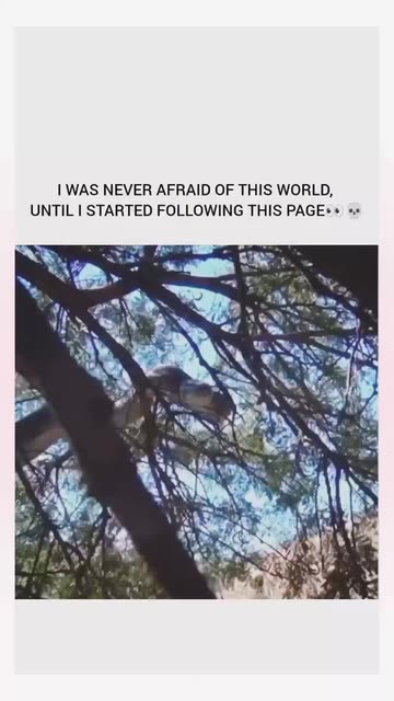 Peakvibex