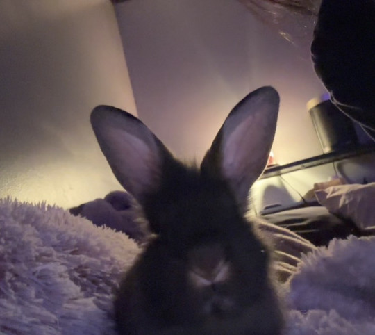 kxilyz