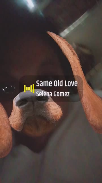 Preview for a Spotlight video that uses the Like a Dog Lens