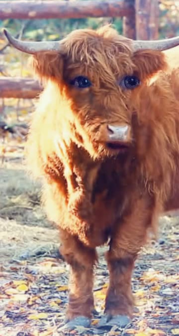 Preview for a Spotlight video that uses the Hairy Cow Lens