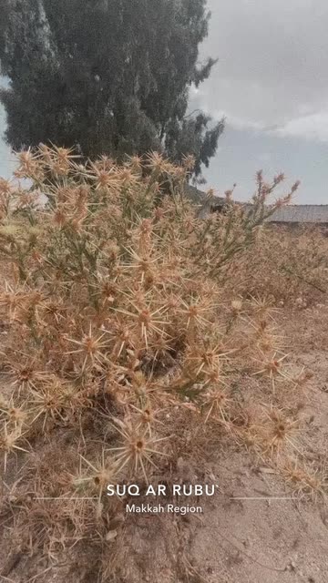 Preview for a Spotlight video that uses the s c o l ud Lens