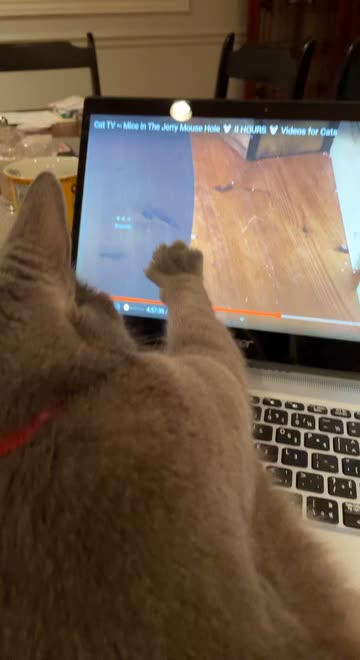 Preview for a Spotlight video that uses the cat-face Lens