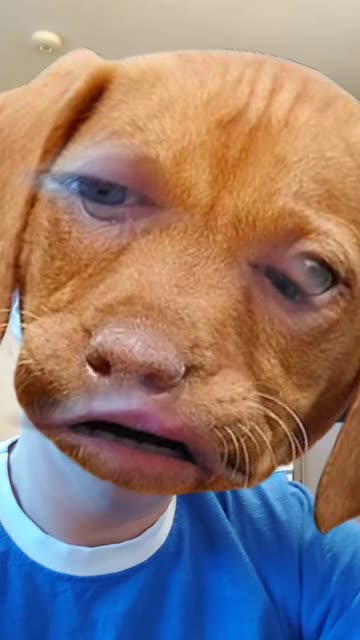 Preview for a Spotlight video that uses the Dachshund Dog Face Lens