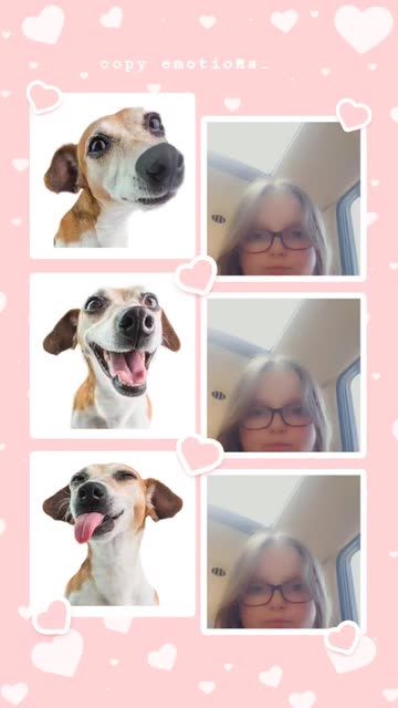 Preview for a Spotlight video that uses the Dog Emotions Lens