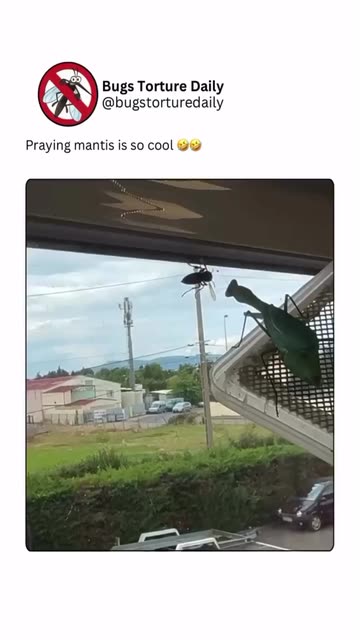 Bugstorture Daily