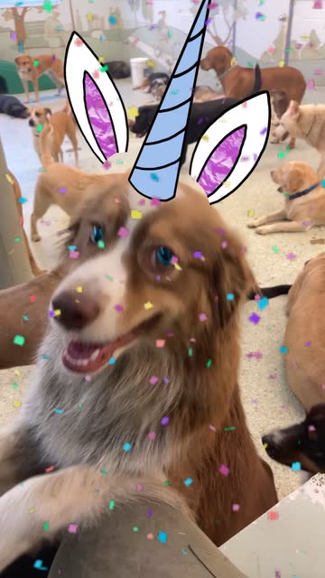 Preview for a Spotlight video that uses the Unicorn Party Lens