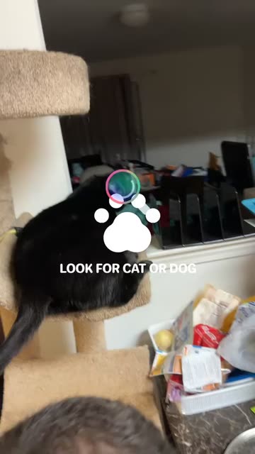 Preview for a Spotlight video that uses the Pet Lens