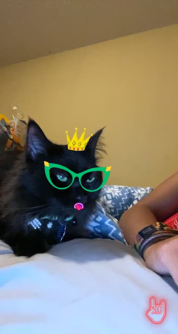 Preview for a Spotlight video that uses the Pet filter Lens