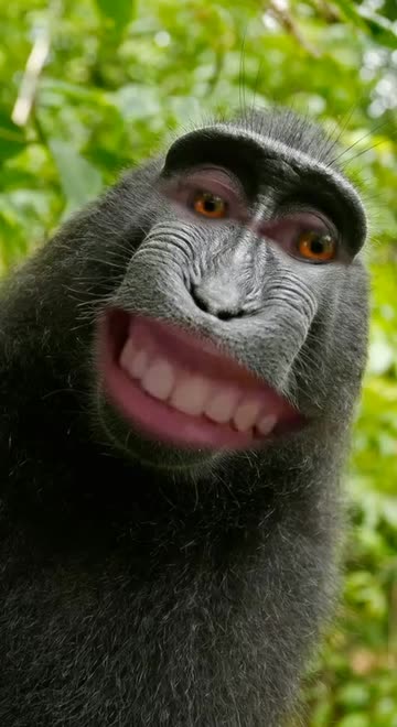 Preview for a Spotlight video that uses the Monkey Selfie Lens