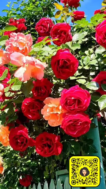 Preview for a Spotlight video that uses the Red Rose Lens