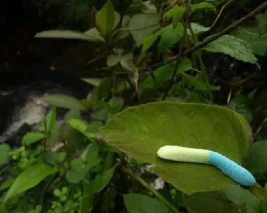 wormsoupsyay