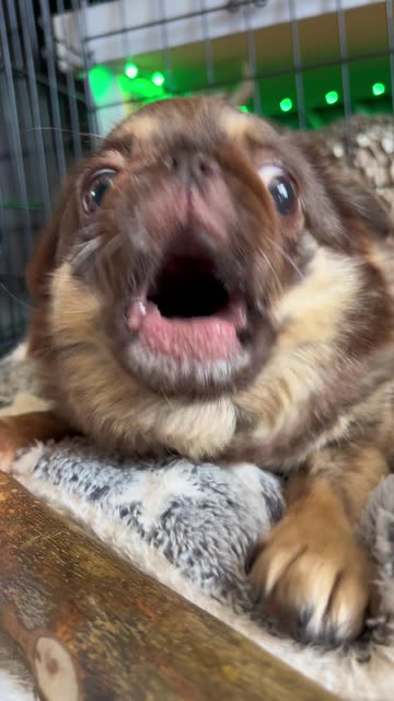 KingChilliThePug