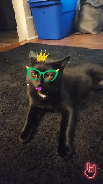 Preview for a Spotlight video that uses the Pet filter Lens