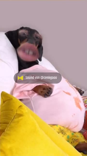 Preview for a Spotlight video that uses the Happy Dog Lens