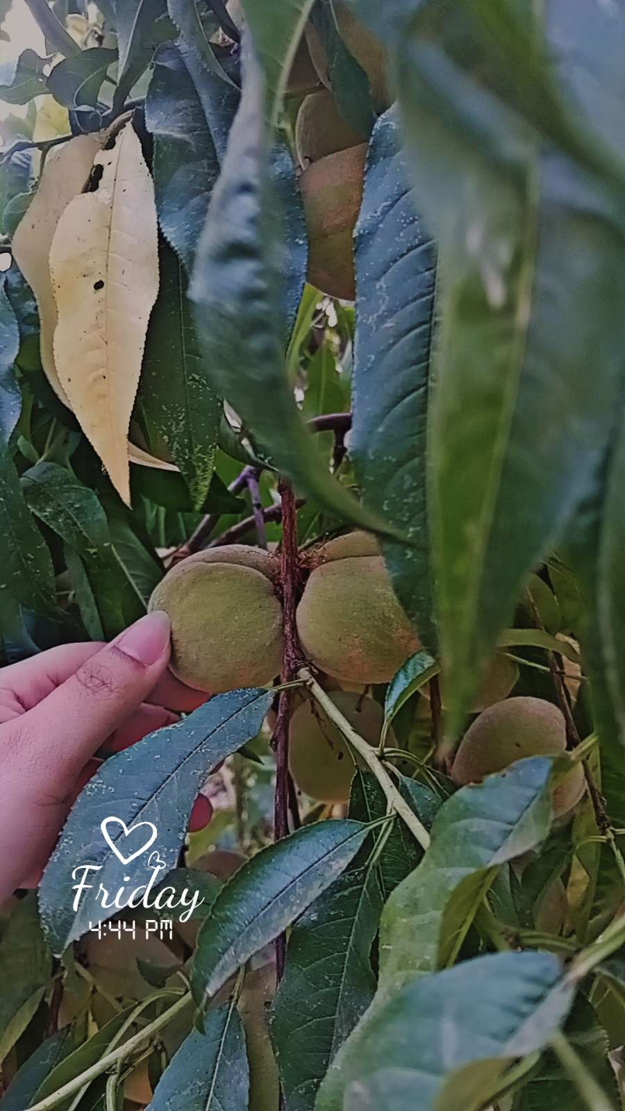 محتوى سناب شات لـ 🕊