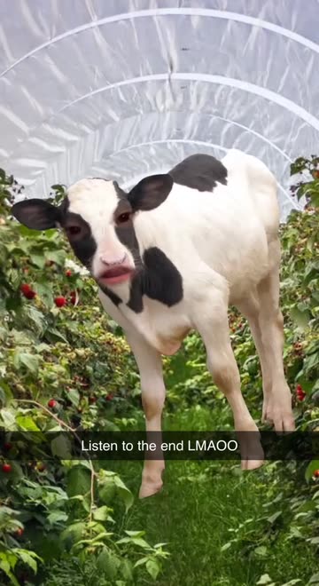 Preview for a Spotlight video that uses the Farm Cow Face Lens