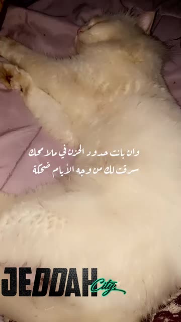 Preview for a Spotlight video that uses the expressions Lens