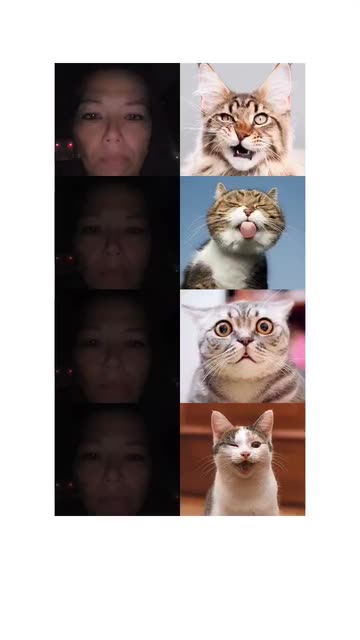 Preview for a Spotlight video that uses the Cat Match Lens