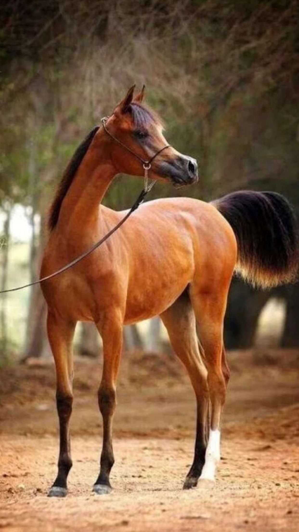 محتوى سناب شات لـ بِيــــــberaــــــراْ🏹