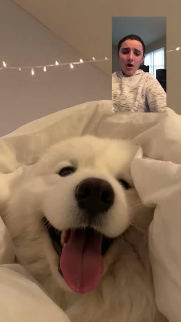 Preview for a Spotlight video that uses the Samoyed Video Call Lens